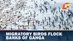 Migratory Birds flock Banks Of Ganga At Haridwar