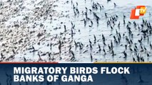 Migratory Birds flock Banks Of Ganga At Haridwar