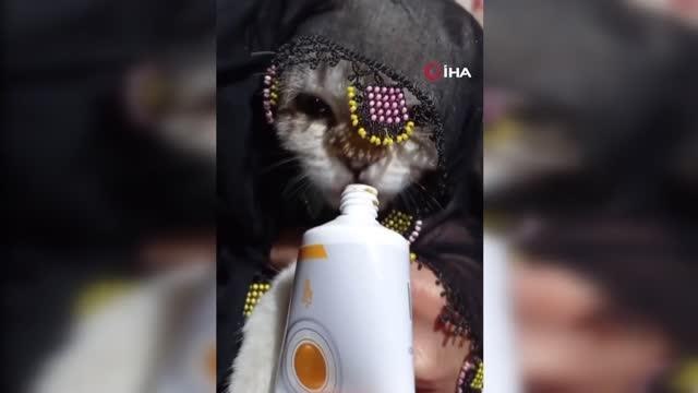 Yazma taktığı kediyi türküler eşliğinde böyle besledi