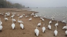 Binden Fazla Ötücü Kuğu, Çin'in Shanxi Eyaletindeki Sulak Alana Akın Etti