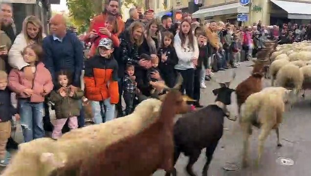 Istres sous le signe de la fête des bergers ce dimanche !