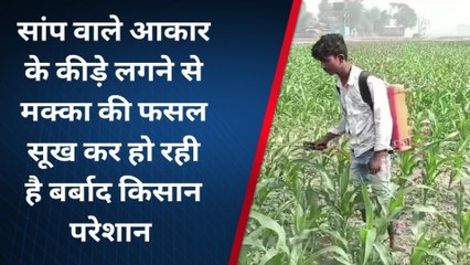 कटिहार: मक्का में सांप वाले आकार के कीड़े लगने से फसल सूख कर हो रही है बर्बाद