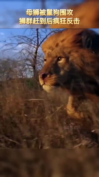 The lioness was surrounded by hyenas, and the lions rushed to attack