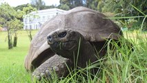 World’s oldest tortoise turns 190 having seen off two world wars and British Empire