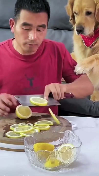 Genius Dog