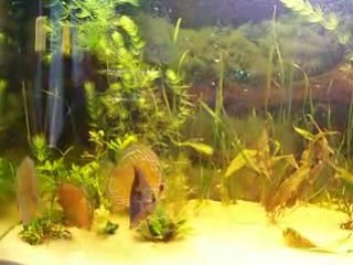 Mes sauvages viddeo 17 mars 001