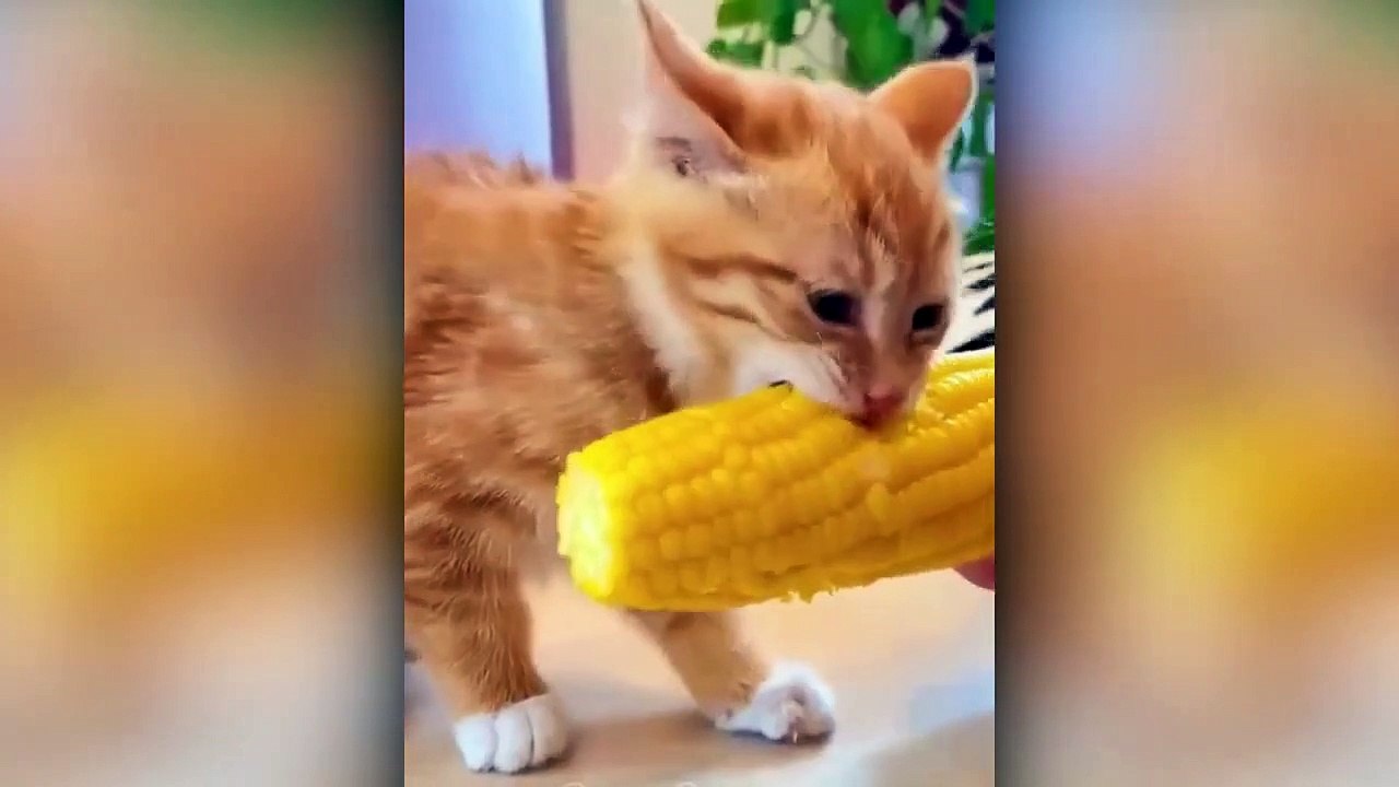 Very funny cat makes me laugh. Funny Cat Compilation Videos
