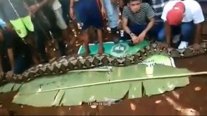 Ular pemangsa Manusia