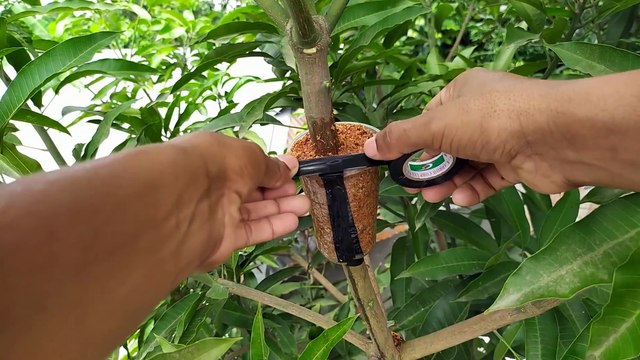 How to Air Layering Mango treeEasy method to grow mango tree from cuttings at home