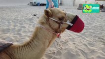 Crónicas de Qatar: Curiosidades sobre la cultura de los camellos