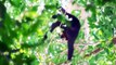 Vượn đen má vàng và những tập tính kỳ thú. Golden checked black gibbon in Cat Tien national park