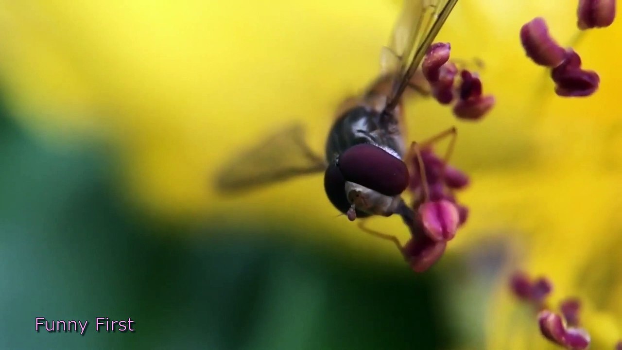 ASMR self-esteem Check out how insects do it for some amusing videos 44