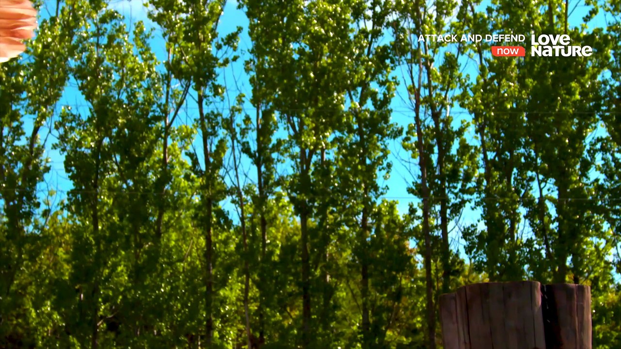 Attack and Defend - Sky Hunters