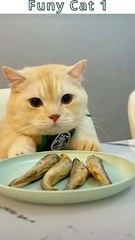 funy Cat 1