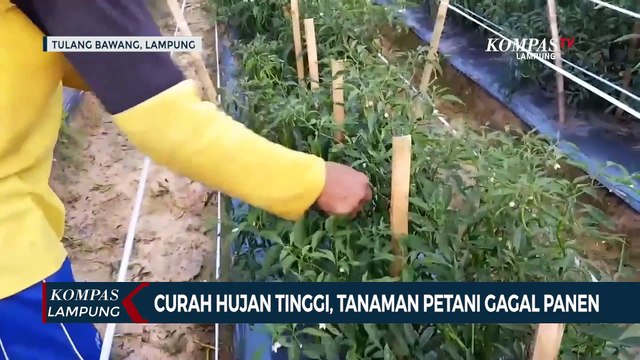 Curah Hujan Tinggi Tanaman Cabai Petani Rusak Dan Gagal Panen