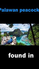 palawan peacock #shorts #youtubeshorts