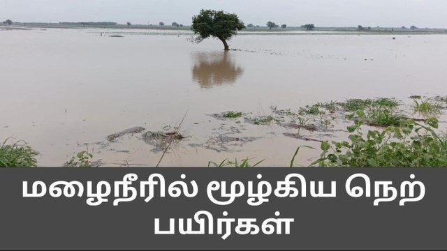 விளாத்திகுளம் :3 மணி நேரம் பெய்த கனமழை-மழைநீரில் மூழ்கிய பயிர்கள்