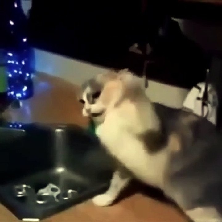 #cute #cat #funny #funnycat #fun #smile #pretty #video #funnyvideo #cats #funnycats #cutecats #enjoy  #kitty #kitten