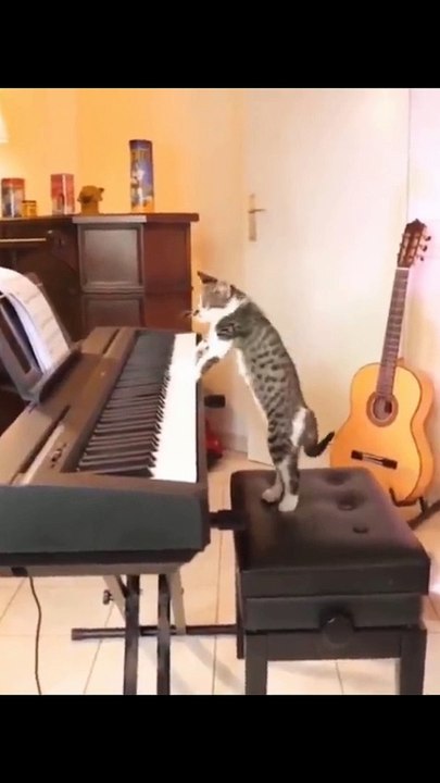 Funny videos, funny cats