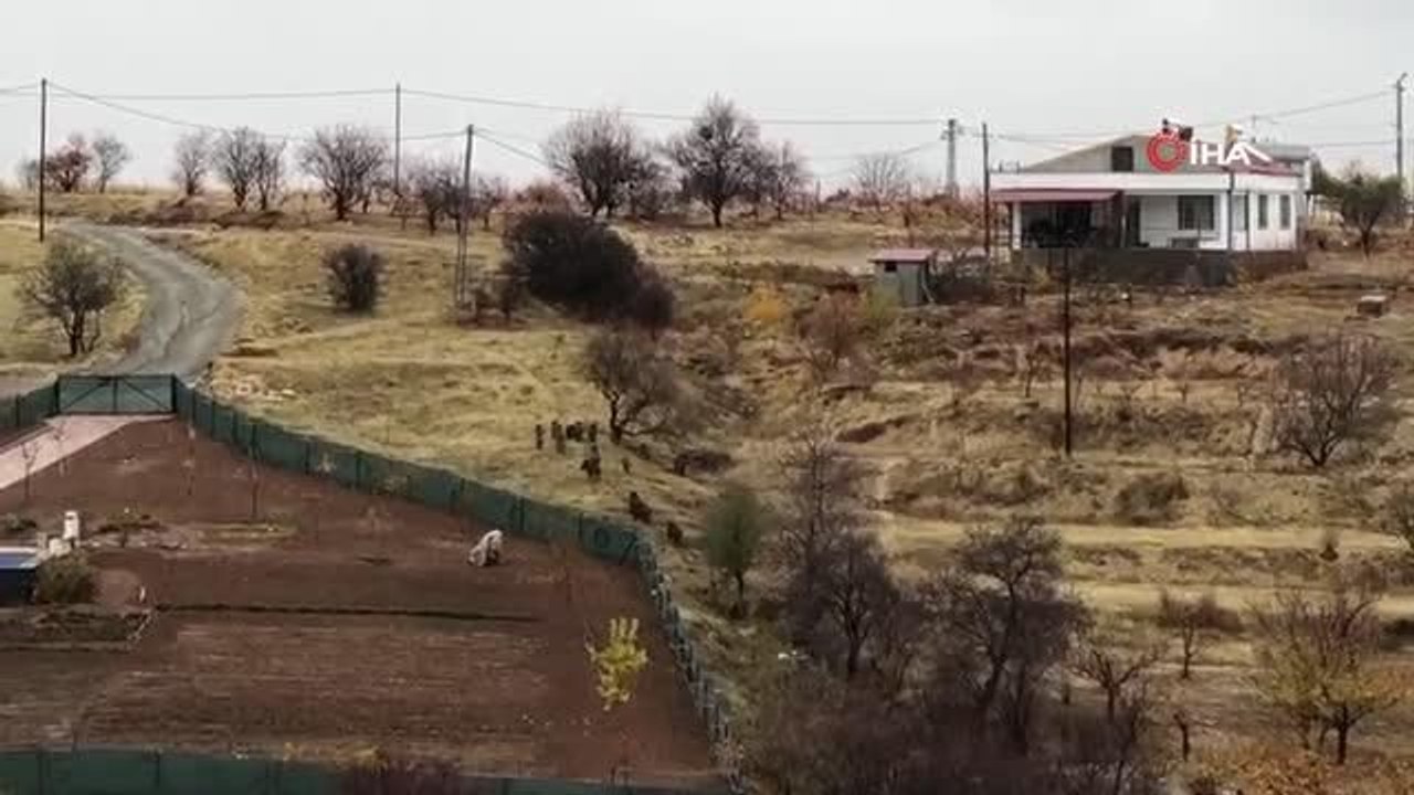 Aç kalan domuz sürüsü şehir merkezine indi