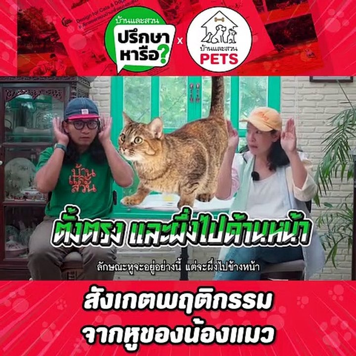 บ้านและสวนปรึกษาหารือ หูแมวบอกอารมณ์