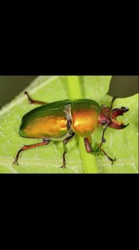 दुनिया का सबसे महंगा कीड़ा & दुनिया के सबसे अनोखे पक्षी जो अपने जीवन मे कभी नहीं देखे होंगे#facts