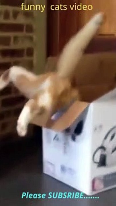 funny cats video