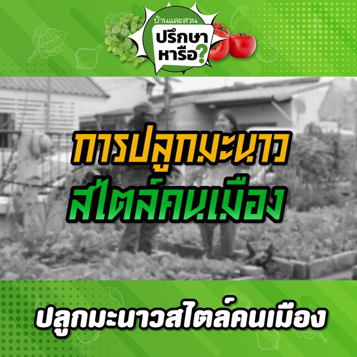 บ้านและสวนปรึกษาหารือ ปลูกมะนาว
