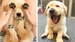 These Golden Retriever Puppies Will Brighten Your Day #3