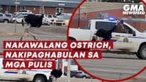 Nakawalang ostrich, nakipaghabulan sa mga pulis | GMA News Feed