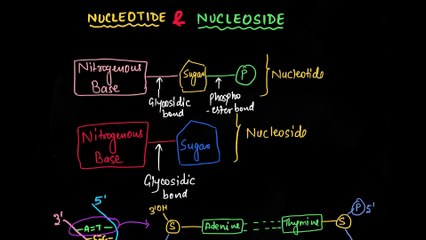 Understanding Nucleotides and Nucleosides: The Building Blocks of DNA 🧬
