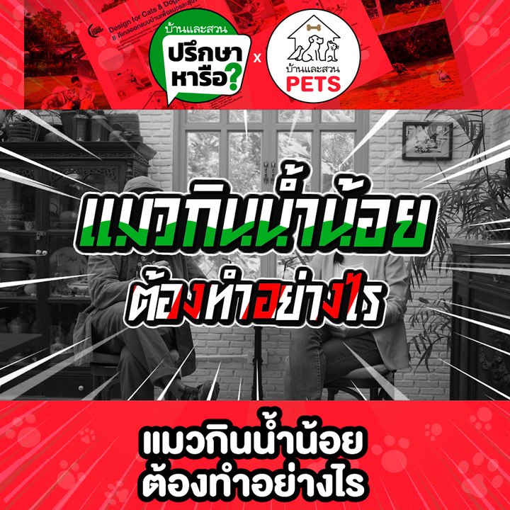 บ้านและสวนปรึกษาหารือ แมวกินน้ำน้อย