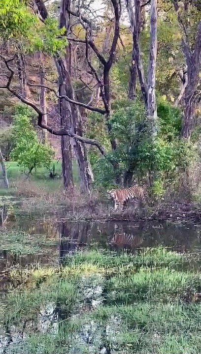 Bandhavgarh Tiger Reserve : बांधवगढ़ तलाब में ब...
