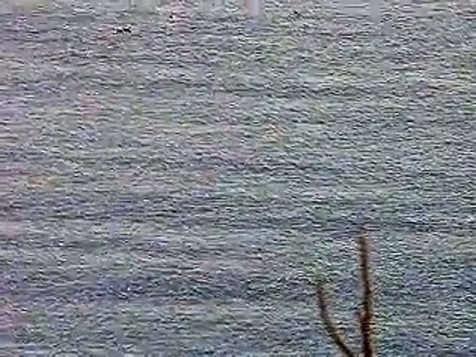 Bresil FNor Baia Golfinhos2