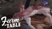 Farm To Table: A breakdown on all of a pig’s delicious parts!