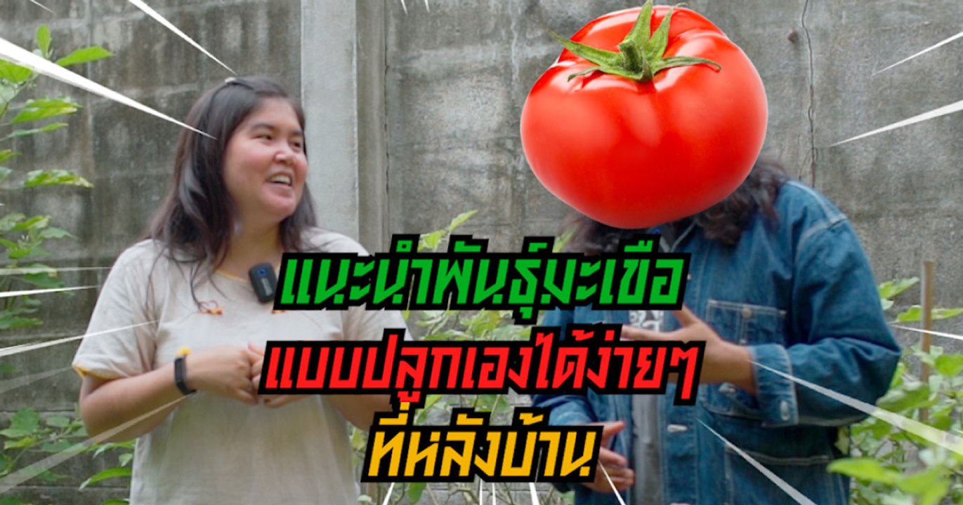 บ้านและสวนปรึกษาหารือ ปลูกมะเขือกินเอง
