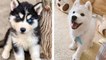 Funny and Cute Husky Puppies Compilation #2 | HaHa Animals