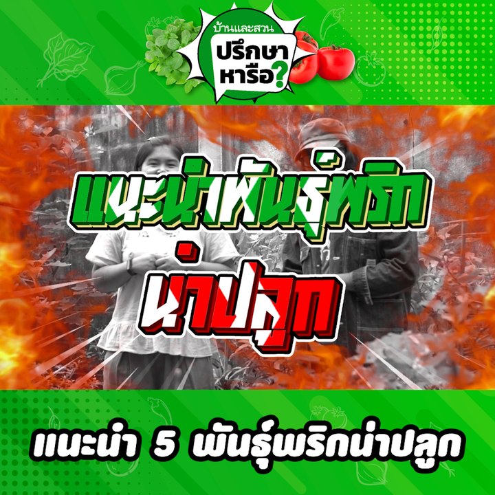 บ้านและสวนปรึกษาหารือ 5 พันธุ์พริกน่าปลูก พร้อมวิธีการปลูกพริก