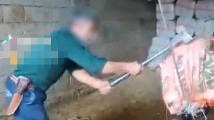 Keseceği boğayı balyozla başına vurarak öldürdü