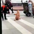 Yürekleri ısıtan görüntü! Belediye işçisi sokak köpeğinin tüylerini temizledi