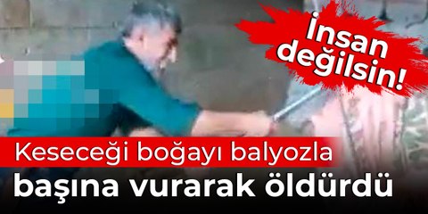 Keseceği boğayı balyozla başına vurarak öldürdü