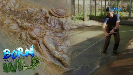 The Bukarot’s sanctuary in Isabela | Born to be Wild