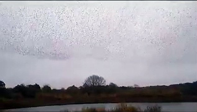 Thousands of starlings create stunning aerial display over Doncaster