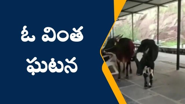 గుంతకల్: గుత్తిలో వింత ఘటన... చూస్తే అవాక్కవడం ఖాయం