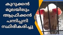 വയനാട്: കുറുക്കൻമൂലയിലും ആഫ്രിക്കന്‍ പന്നിപ്പനി സ്ഥിരീകരിച്ചു