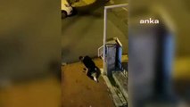 Sokak köpeğini boğmaya çalıştı