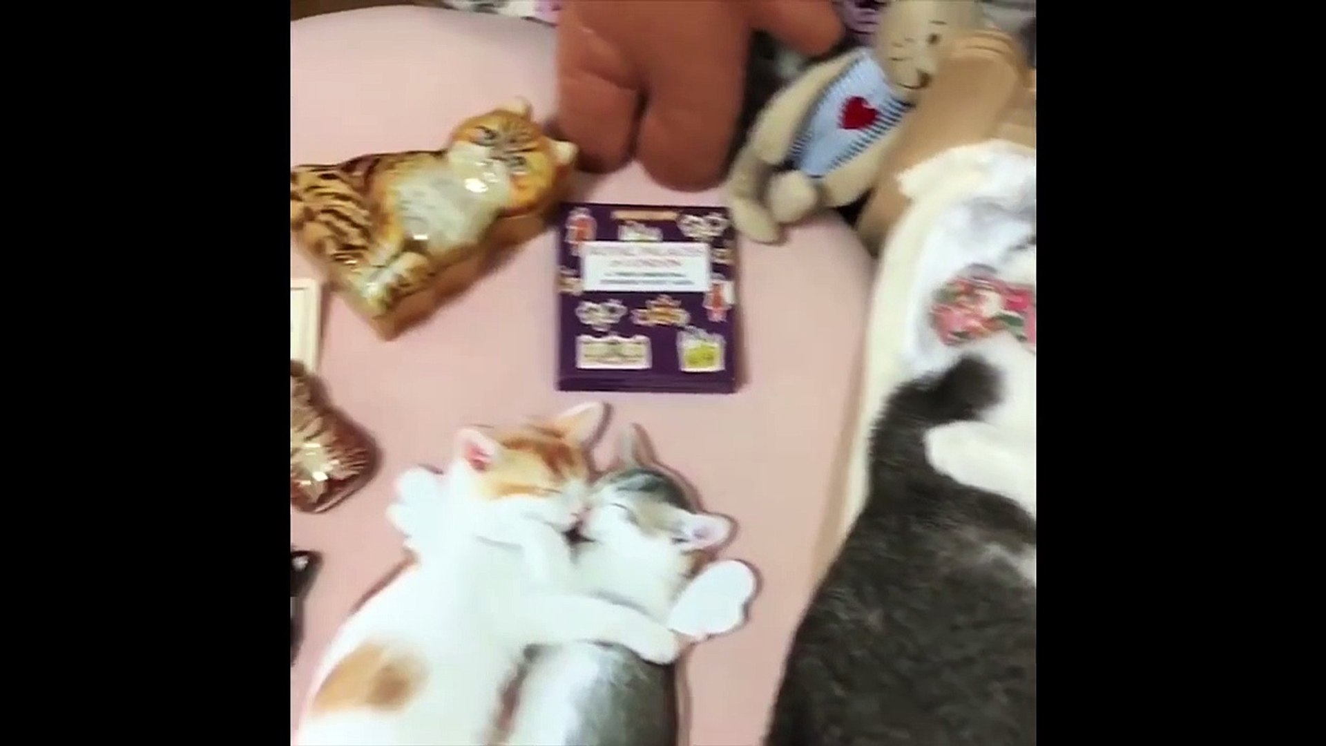 ⁣Funny Animals & Pets Compilation _ Lovely Pets part 17