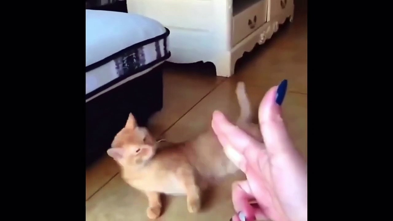 Funny Animals Compilation - Try Not To Laugh Challange part 18