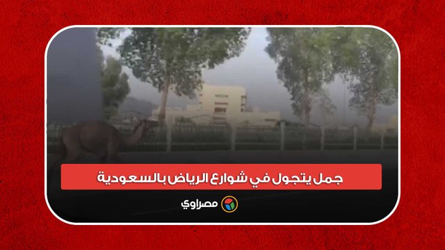 كاد أن يتسبب بحوادث .. جمل يتجول في شوارع الرياض بالسعودية ويُربك حركة المرور