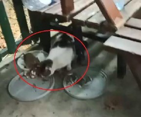 KEDİ İLE FARE AYNI KAPTAN YEDİ; O ANLAR KAMERADA